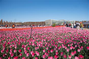 鬱金香盛開遊人來