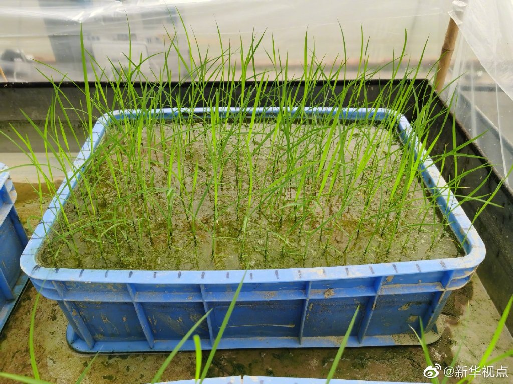 “中国天稻“航二代”首次成功育苗