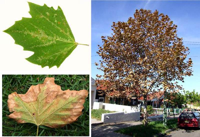 城市绿化树的&ldquo;吸血虫&rdquo;&mdash;&mdash;悬铃木方翅网蝽