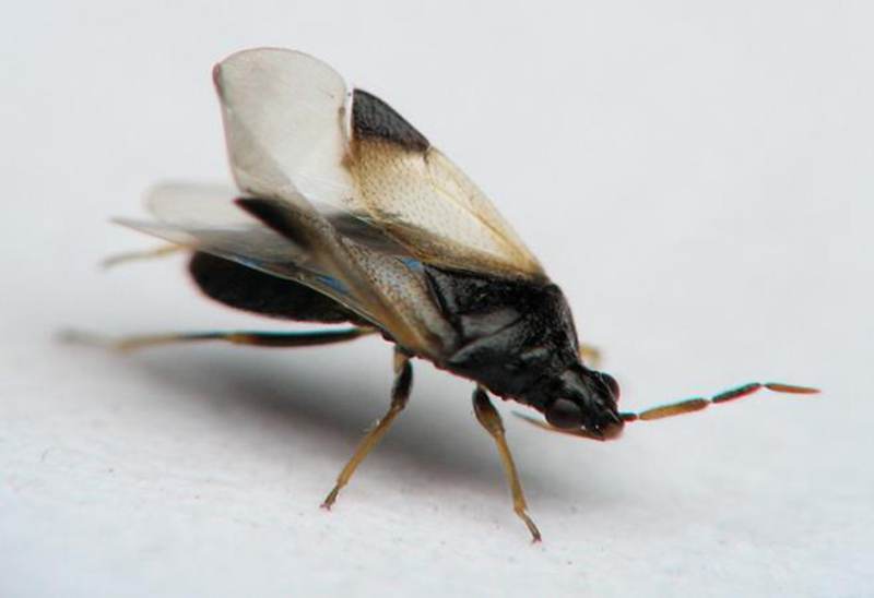 城市绿化树的&ldquo;吸血虫&rdquo;&mdash;&mdash;悬铃木方翅网蝽