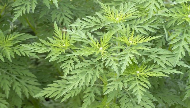 豚草为何成为多个国家&ldquo;追捕&rdquo;的对象？