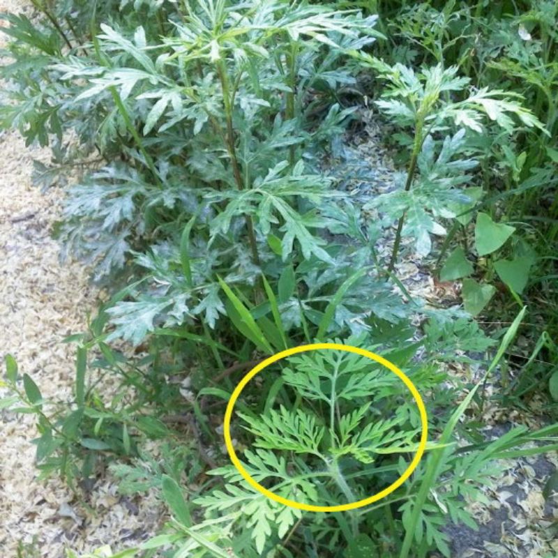 豚草为何成为多个国家&ldquo;追捕&rdquo;的对象？