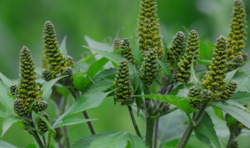 豚草为何成为多个国家&ldquo;追捕&rdquo;的对象？