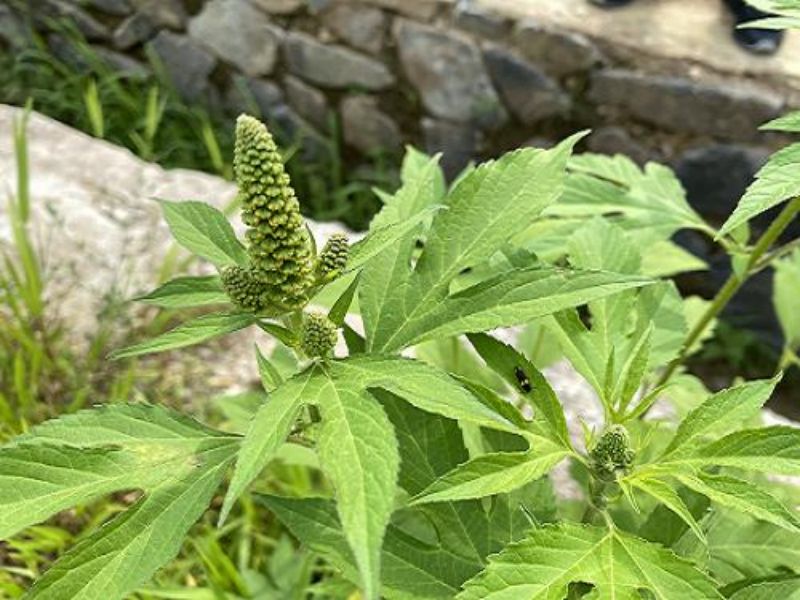 豚草为何成为多个国家&ldquo;追捕&rdquo;的对象？