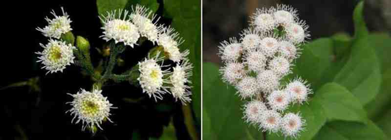 &ldquo;植物头号杀手&rdquo;紫茎泽兰强势入侵