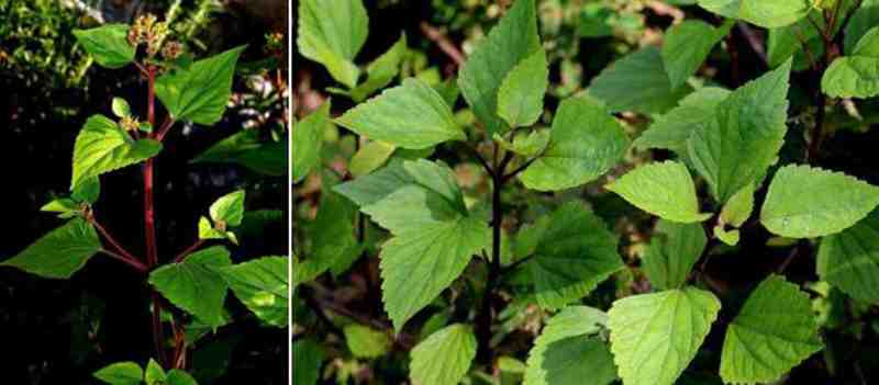 &ldquo;植物头号杀手&rdquo;紫茎泽兰强势入侵