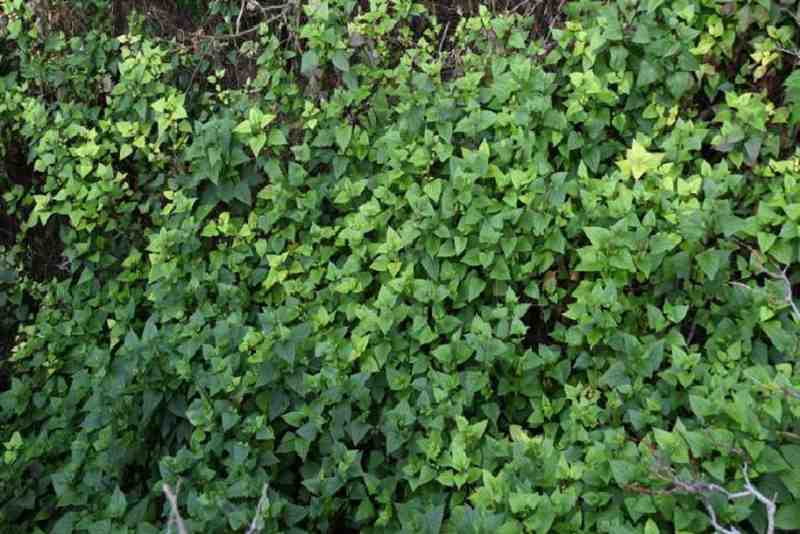 &ldquo;植物头号杀手&rdquo;紫茎泽兰强势入侵