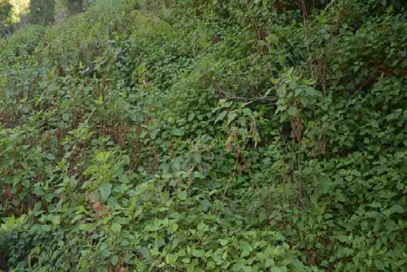 &ldquo;植物头号杀手&rdquo;紫茎泽兰强势入侵