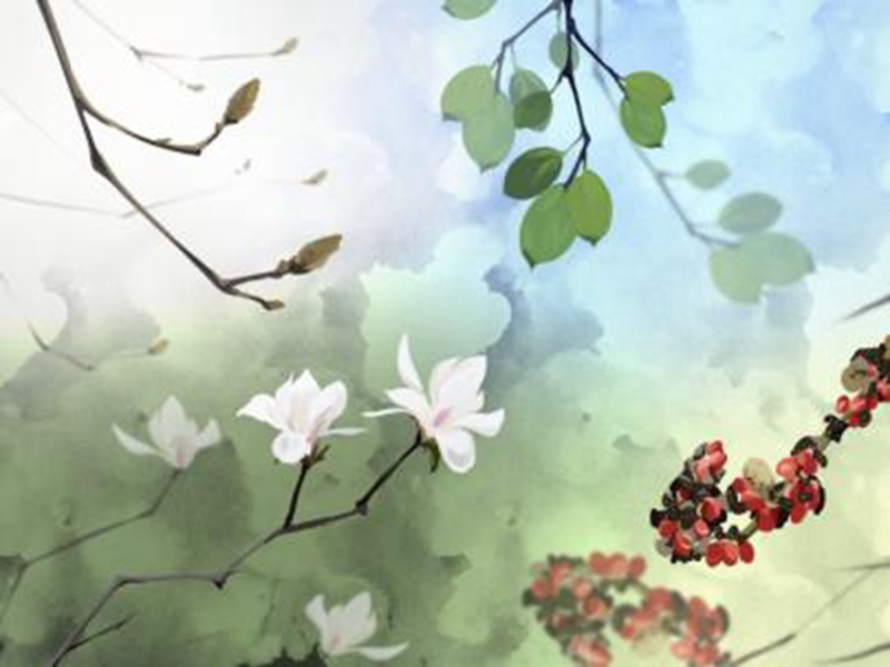 “才”“貌”双全：不止能用来赏玩的玉兰