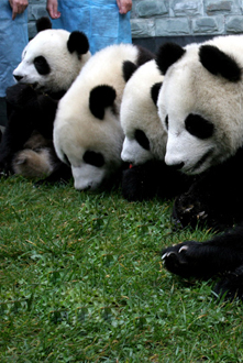 卧龙世界生物圈保护区