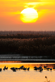 盐城世界生物圈保护区