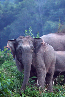 西双版纳世界生物圈保护区