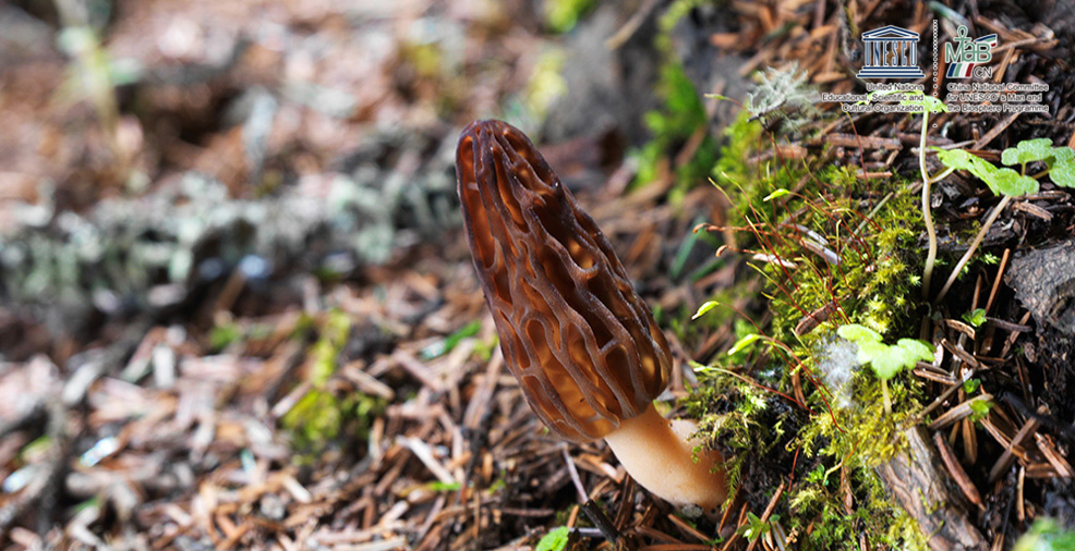 黄龙世界生物圈保护区羊肚菌