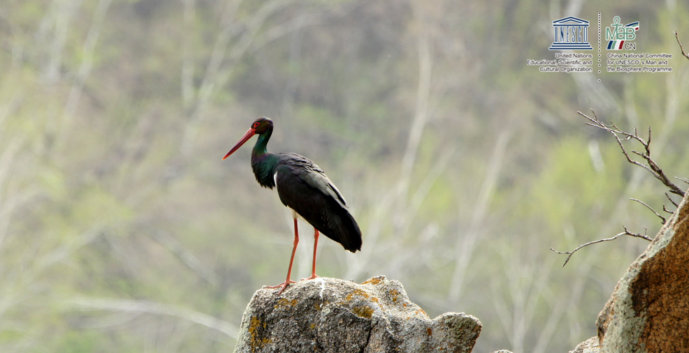 赛罕乌拉世界生物圈保护区黑鹳