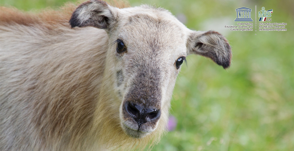 牛背脊世界生物圈保护区小羚牛