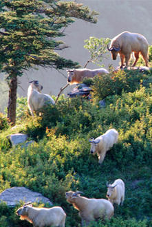 牛背梁世界生物圈保护区