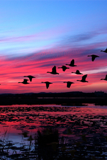 兴凯湖世界生物圈保护区