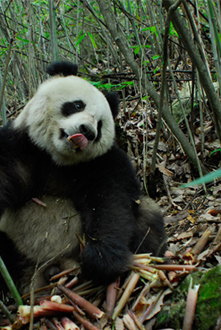 佛坪世界生物圈保护区