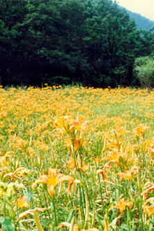 宝天曼世界生物圈保护区
