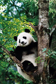 白水江世界生物圈保护区