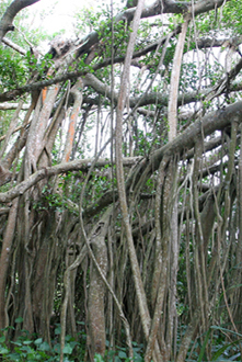 山口世界生物圈保护区