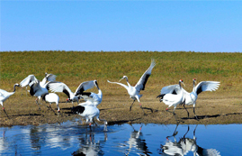 美丽怡人的湿地风光