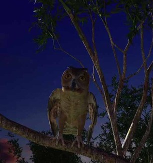 猫头鹰为什么被称为夜猫子