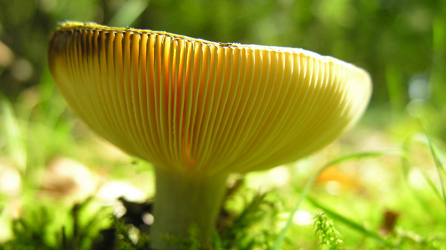 生物多样性面临的威胁