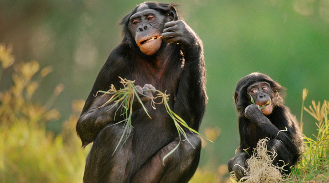 黑猩猩是如何学习的？
