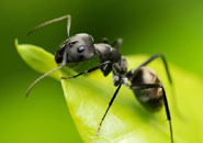 【漫画】蚂蚁怎样寻找食物？