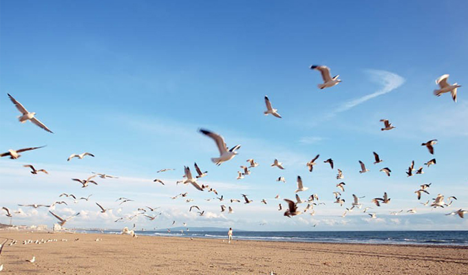 动物的反常行为能预测地震吗？