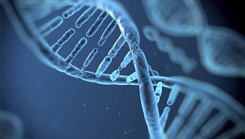 遗传乐章——DNA的故事