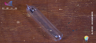 第十季 第6集 发光的气体