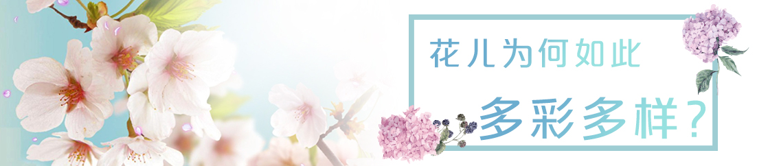 花儿为何如此多彩多样？