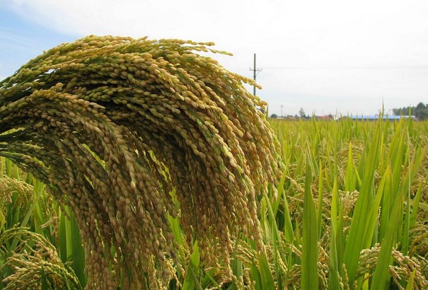 中國在水稻雜種優勢研究方面獲突破