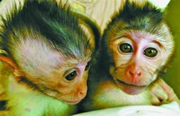 我科学家构建自闭症非人灵长类动物模型