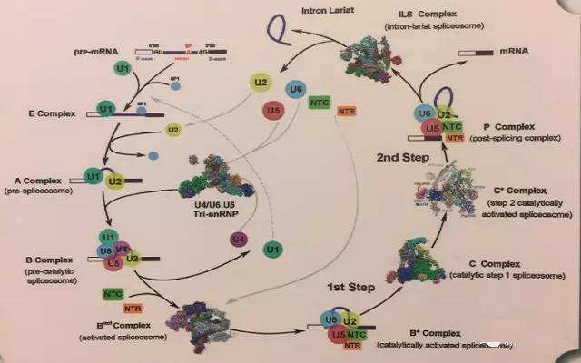 揭示RNA剪接的关键分子机制