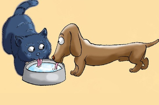 猫和狗为什么要用舌头舔水？