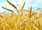 专家：降温将至 小麦过早孕穗应警惕冷害