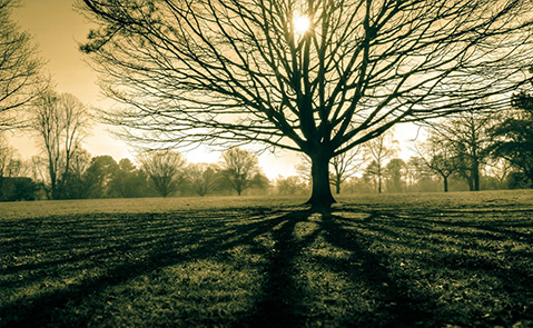 植树节：早春三月，正是植树好时节