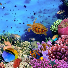 世界海洋日：拥抱海洋 保护环境