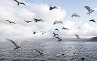 新研究称海平面上升可能导致海岸筑巢鸟类灭
