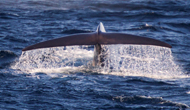 蓝鲸为何体型巨大？研究称气候变化致鲸类为生存越变越大