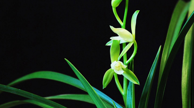 &ldquo;科学味儿&rdquo;大讲堂第七期：植物之&ldquo;兰花&rdquo;