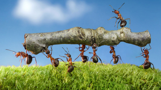 “科学味儿”大讲堂第六期：奇妙的蚂蚁世界