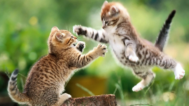 &ldquo;科学味儿&rdquo;大讲堂第五期：动物行为趣谈