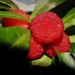 吃杨梅感染sk5病毒死亡？