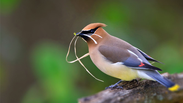 城市鸟类 &ldquo;民生大调查&rdquo;