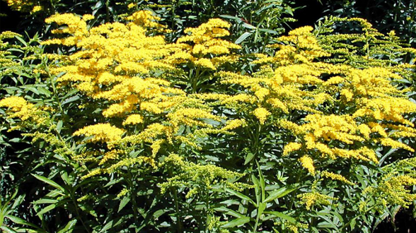 美与危并存&mdash;&mdash;加拿大一枝黄花