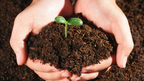 环境&ldquo;监测员&rdquo;&mdash;&mdash;土壤动物